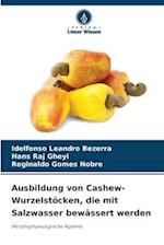 Ausbildung von Cashew-Wurzelstöcken, die mit Salzwasser bewässert werden