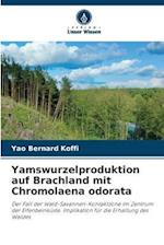 Yamswurzelproduktion auf Brachland mit Chromolaena odorata