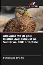 Allevamento di polli (Gallus domesticus) nel Sud Kivu, RDC orientale