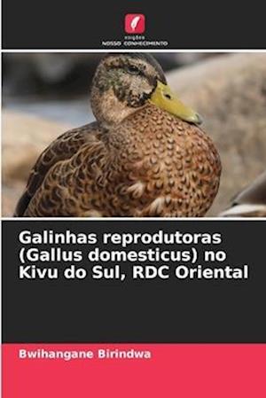 Galinhas reprodutoras (Gallus domesticus) no Kivu do Sul, RDC Oriental