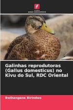 Galinhas reprodutoras (Gallus domesticus) no Kivu do Sul, RDC Oriental