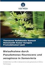 Bleiaufnahme durch Pseudomonas flourescens und aeruginosa in Sansevieria