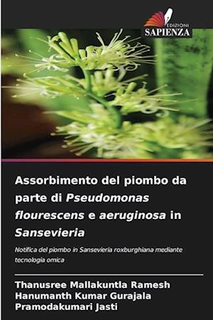 Assorbimento del piombo da parte di Pseudomonas flourescens e aeruginosa in Sansevieria