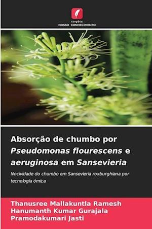 Absorção de chumbo por Pseudomonas flourescens e aeruginosa em Sansevieria