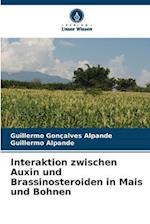 Interaktion zwischen Auxin und Brassinosteroiden in Mais und Bohnen