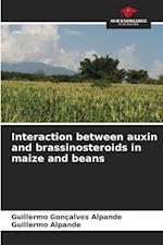 Interaction between auxin and brassinosteroids in maize and beans