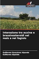 Interazione tra auxina e brassinosteroidi nel mais e nel fagiolo