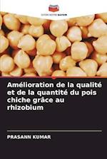 Amélioration de la qualité et de la quantité du pois chiche grâce au rhizobium