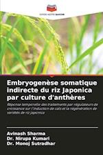 Embryogenèse somatique indirecte du riz Japonica par culture d'anthères