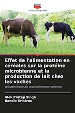 Effet de l'alimentation en céréales sur la protéine microbienne et la production de lait chez les vaches