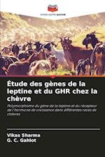 Étude des gènes de la leptine et du GHR chez la chèvre