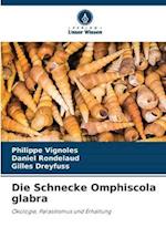 Die Schnecke Omphiscola glabra