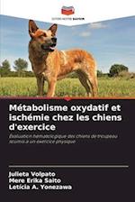 Métabolisme oxydatif et ischémie chez les chiens d'exercice