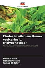 Études in vitro sur Rumex vesicarius L. (Polygonaceae)