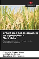 Creole rice seeds grown in an agrosystem - Maranhão