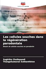 Les cellules souches dans la régénération parodontale