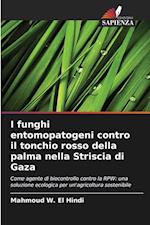 I funghi entomopatogeni contro il tonchio rosso della palma nella Striscia di Gaza