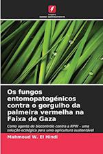 Os fungos entomopatogénicos contra o gorgulho da palmeira vermelha na Faixa de Gaza