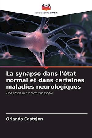 La synapse dans l'état normal et dans certaines maladies neurologiques