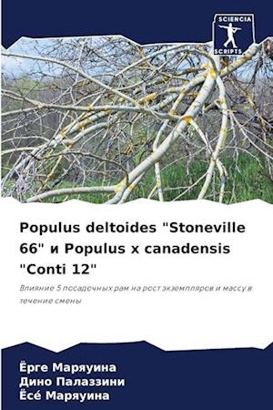 Populus deltoides "Stoneville 66" i Populus x canadensis "Conti 12"