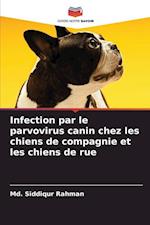 Infection par le parvovirus canin chez les chiens de compagnie et les chiens de rue