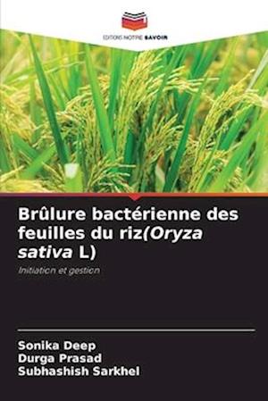 Brûlure bactérienne des feuilles du riz(Oryza sativa L)