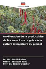 Amélioration de la productivité de la canne à sucre grâce à la culture intercalaire du piment