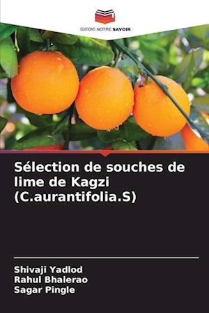 Sélection de souches de lime de Kagzi (C.aurantifolia.S)