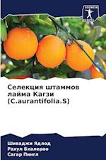 Selekciq shtammow lajma Kagzi (C.aurantifolia.S)