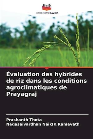 Évaluation des hybrides de riz dans les conditions agroclimatiques de Prayagraj