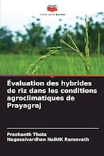 Évaluation des hybrides de riz dans les conditions agroclimatiques de Prayagraj