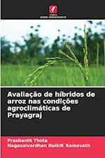 Avaliação de híbridos de arroz nas condições agroclimáticas de Prayagraj