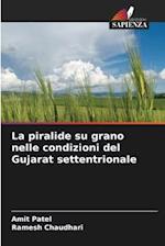 La piralide su grano nelle condizioni del Gujarat settentrionale