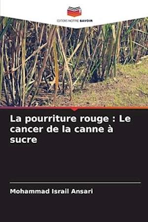 La pourriture rouge : Le cancer de la canne à sucre