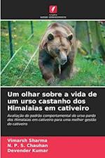 Um olhar sobre a vida de um urso castanho dos Himalaias em cativeiro