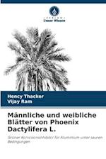 Männliche und weibliche Blätter von Phoenix Dactylifera L.