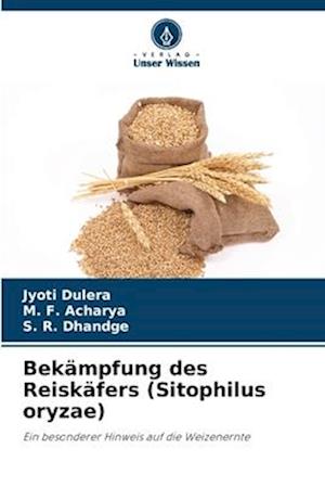 Bekämpfung des Reiskäfers (Sitophilus oryzae)