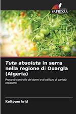 Tuta absoluta in serra nella regione di Ouargla (Algeria)