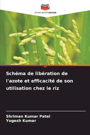 Schéma de libération de l'azote et efficacité de son utilisation chez le riz