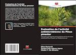 Évaluation de l'activité antimicrobienne du Pinus pinaster