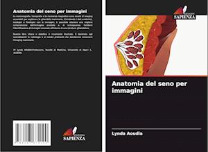 Anatomia del seno per immagini