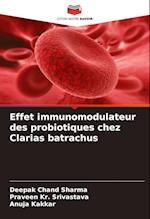 Effet immunomodulateur des probiotiques chez Clarias batrachus