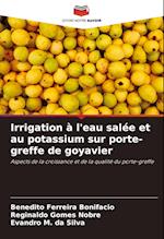 Irrigation à l'eau salée et au potassium sur porte-greffe de goyavier