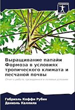 Vyraschiwanie papaji Formoza w uslowiqh tropicheskogo klimata i peschanoj pochwy