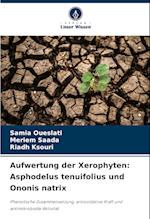 Aufwertung der Xerophyten: Asphodelus tenuifolius und Ononis natrix