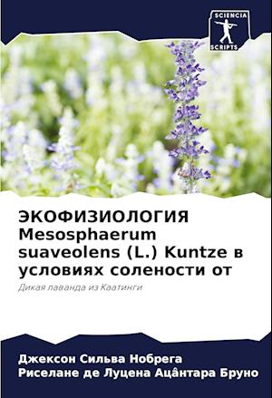 JeKOFIZIOLOGIYa Mesosphaerum suaveolens (L.) Kuntze w uslowiqh solenosti ot