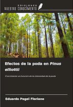 Efectos de la poda en Pinus elliottii