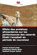 Effets des protéines alimentaires sur les performances des canards Khaki Campbell en période de couvaison