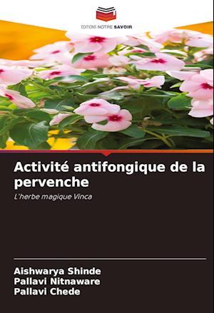 Activité antifongique de la pervenche