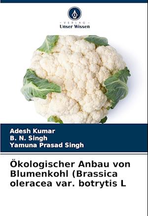 Ökologischer Anbau von Blumenkohl (Brassica oleracea var. botrytis L